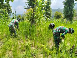 Melaksanakan Gotong Royong Untuk Bantu Perekonomian, Pos Naekake Satgas Yonkav 6/Naga Karimata Bantu Bersihkan Sawah Milik Masyarakat