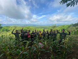 Panen Jagung Bersama Masyarakat, Pos Napan Satgas Yonkav 6/Naga Karimata Panen Hasil Bumi Pos