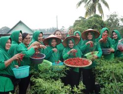 Sukses pemanfaatan lahan kosong, Persit Kartika Chandra Kirana Ranting 3 Yonif 122 Panen Cabe Merah