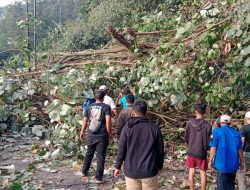 Aksi Heroik Polres Simalungun dan Warga Evakuasi Pohon Tumbang, Lalulintas Kita Wisata Parapat Kembali Lancar