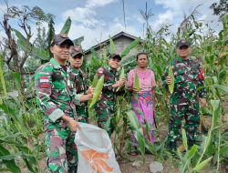 Gerakkan Ekonomi di Perbatasan, Pos Oelbinose Satgas Yonkav 6/Naga Karimata Bantu Panen Jagung di Kebun Masyarakat