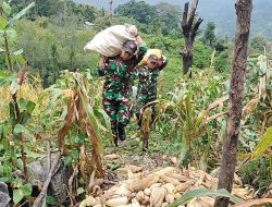 Panen Raya Jagung, Pos Oelbinose Satgas Yonkav 6/Naga Karimata Gerakkan Ekonomi Lokal