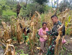 Tingkatkan Ketahanan Pangan Lokal, Pos Manusasi Satgas Yonkav 6/Naga Karimata Bantu Masyarakat Panen Jagung