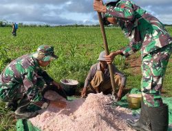 Optimalkan Pertumbuhan Jagung, Satgas Yonif 125/SMB Laksanakan Pemupukan di Lahan Pertanian Si’mbisa