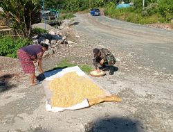 Turut Berperan Aktif Dalam Pergerakan Ekonomi di Perbatasan,Pos Manusasi Satgas Yonkav 6/Naga Karimata Bantu Jemur Jagung