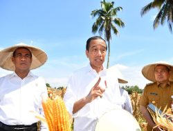 Jokowi Tinjau Panen Raya Jagung di Kabupaten Boalemo