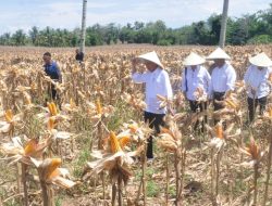 Jokowi Tinjau Panen Jagung di Boalemo, Dorong Tingkatkan Produktivitas dan Kesejahteraan Petani