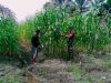 Babinsa Koramil 0203-06/Bahorok Damping Petani Rawat Tanaman Jagung