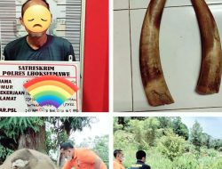 Tim Resmob Sat Reskrim Polres Lhokseumawe Polda Aceh Berhasil Tangkap Tersangka Pembunuhan Gajah