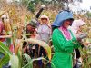 Dukung Hanpangan, Babinsa Koramil 0204-04/SBB Bantu Petani Panen Jagung