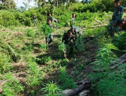 Latihan Militer, Prajurit Yonif 123/RW Temukan Ladang Ganja