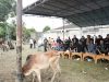 Sembelih 40 Ekor Lembu, DPC GRIB Jaya Kota Medan Rayakan Idul Adha 1445 H