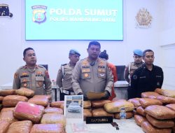 Polres Madina Ringkus Dua Orang Kurir Ganja 154 Kilo