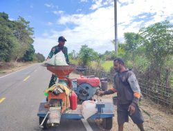 Pos Oepoli Sungai Satgas Yonkav 6/Naga Karimata Bantu Panen Padi Bersama Masyarakat