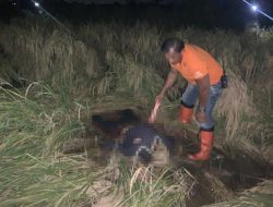 Kepala Mayat Pria Sudah Jadi Tengkorak Ditemukan di Tengah Sawah Percut Sei Tuan