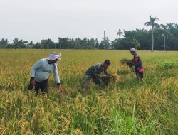 Ini Cara Babinsa Sei Rampah Dongkrak Pendapatan Petani di Desa Suka Damai