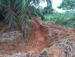 Diduga Salah Seorang Inisiator Perambah Hutan Kawasan di Kabupaten Tebo Adalah Seorang ASN