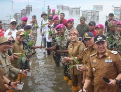 Jelang HUT ke – 79 Korps Marinir : Brigif 4 Mar/BS Bersama MNC Peduli dan Golden Tulip Tanam Ribuan Mangrove