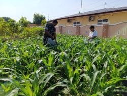 Bantu Petani Jagung, Cara Babinsa Sei Rampah Genjot Intensifikasi Hanpangan di Cempedak Lobang