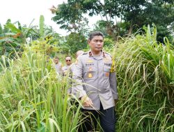 Dukung Ketahanan Pangan Nasional, Wakapolda Cek Kesiapan Lahan di SPN Polda Metro Jaya