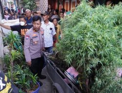 Bentuk Komitmen Polri Dukung Asta Cita Presiden, Polisi Grebek Rumah di Kapuk Cengkareng Yang disulap Jadi Lahan Tanaman Ganja, 1 Pelaku Diamankan