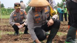 Launching Gugus Tugas Ketahanan Pangan Serentak, Polres Metro Jakbar Bersama Forkopimko Tanam Bibit Ketahanan Pangan Dilahan Luas 1,5 Hektar Joglo