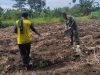 Sinergi Ketahanan Pangan, Babinsa Sunggal Dampingi Petani Olah Lahan