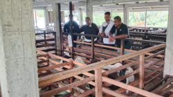 Lapas Tanjungbalai Studi Tiru Ternak Kambing Modern