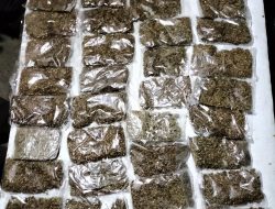 Satgas Yonif 131/Brajasakti Kembali Berhasil Amankan Ganja Seberat 1.890 gram di Perbatasan Papua