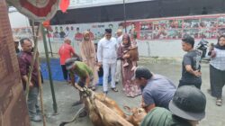 Ketua Fraksi PDIP DPRD Kota Medan Robi Barus SE M.AP Sembelih 2 Ekor Lembu di Posko IRC