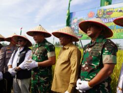 Pangdam I/BB dan Danrem 022/PT Panen Raya Padi Sinar Mentari di Serdang Bedagai