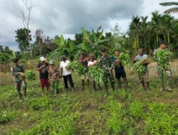Kebersamaan TNI dan Warga, Satgas Yonif 131/Brajasakti Panen Sayur di Perbatasan Papua