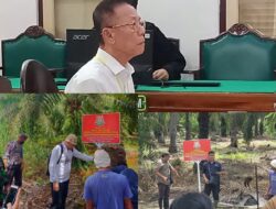 Vonis 10 Tahun dan UP 797 M, Akuang Tak Ditahan Hakim, Koperasi STM Diduga Masih Panen Sawit di Hutan Negara, Kastel Langkat : Dititip ke BKSDA