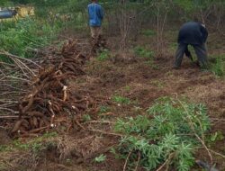 Harga Ubi Anjlok, Petani Menjerit