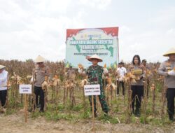 Danrem 042/Gapu Panen Raya Jagung Serentak di Tanjab Timur, Dukung Swasembada Pangan Nasional
