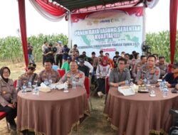 Polresta Jambi Dukung Swasembada Pangan, Kapolresta Pimpin Panen Raya Jagung Serentak Kuartal III
