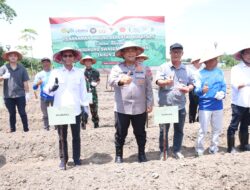 Polda Kepri Gelar Penanaman Jagung Serentak Kuartal IV : Jagung Tumbuh, Ekonomi Berkembang