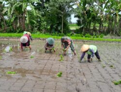 Babinsa Ngoran Dampingi Kelompok Tani Berkah Tani dalam Penanaman Padi di Nglegok