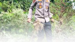 Polres Bireuen Berhasil Ungkap Kasus Narkotika, Satu Pelaku dan 154 Kg Ganja Diamankan