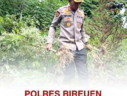 Polres Bireuen Berhasil Ungkap Kasus Narkotika, Satu Pelaku dan 154 Kg Ganja Diamankan