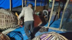 Polres Lamongan Bongkar Arena Judi Sabung Ayam di Dua Lokasi